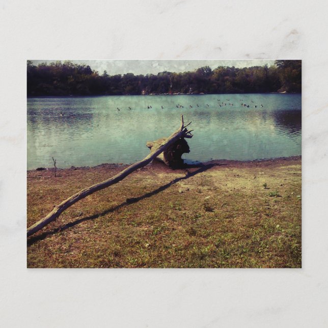 Driftwood Postcard (Front)