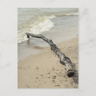 Driftwood Postcard