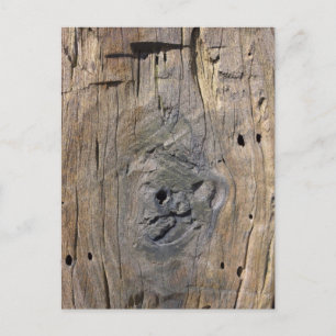 driftwood postcard
