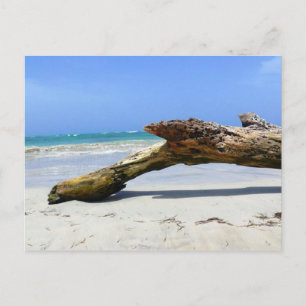 Driftwood Postcard