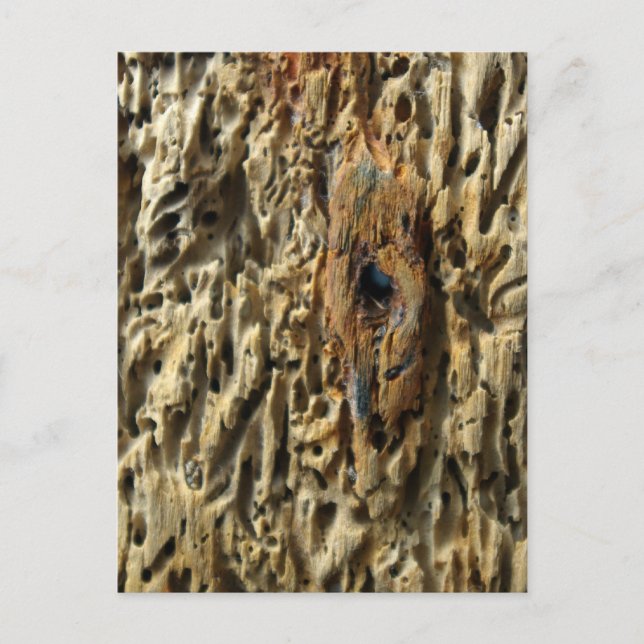 Driftwood Postcard (Front)