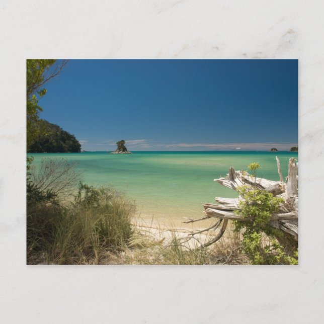 Driftwood Postcard (Front)