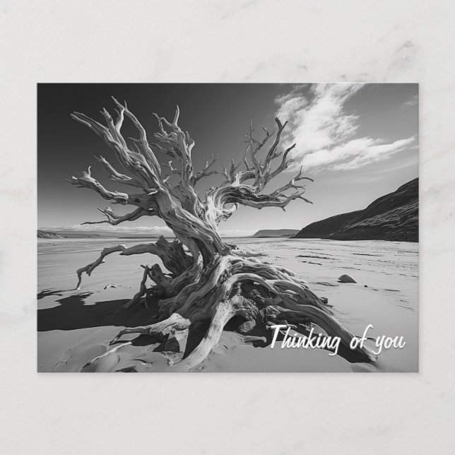 Driftwood tree trunk B&W photo Postcard (Front)
