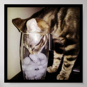 Drink Thief Cat by Shirley Taylor Poster