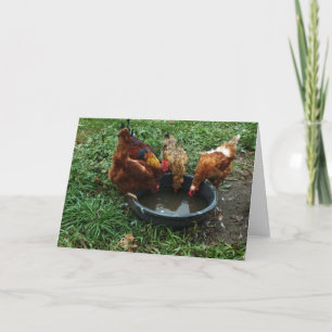 "Drinking" - Chickens in Barnyard at Watering Pan Card