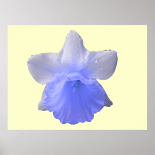 Dripping Daffodil Blue Print