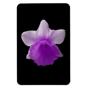 Dripping Daffodil Purple Premium Magnet
