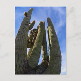 Drive thru and miss it... postcard