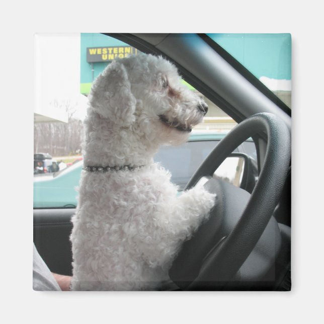driving bichon magnet (Front)