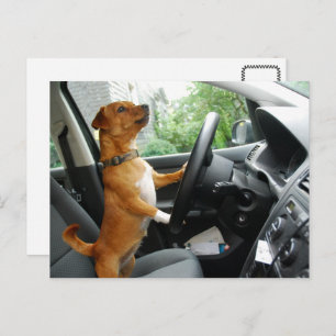 Driving License Congratulation card