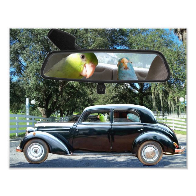 Driving Miss Daisy Pacific Parrotlets Photograph (Front)