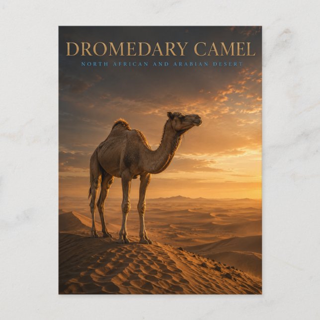 Dromedary Camel Desert Dunes ANIMALS Postcard (Front)