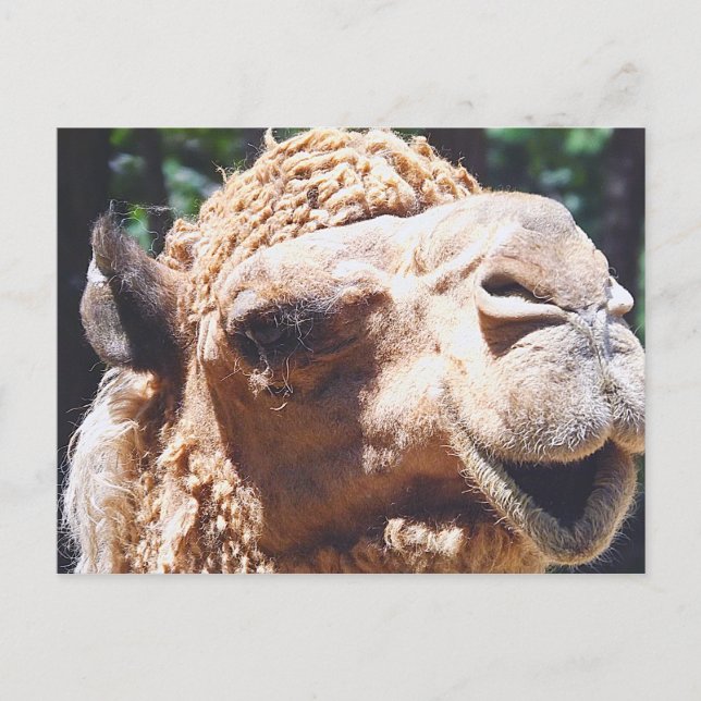 Dromedary One Hump Camel Face Closeup Postcard (Front)