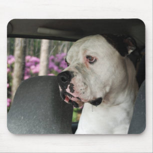 drooling American Bulldog Mouse Pad
