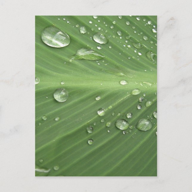 Drop by Drop Postcard (Front)