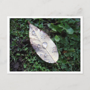 Drop Of Rain Postcard