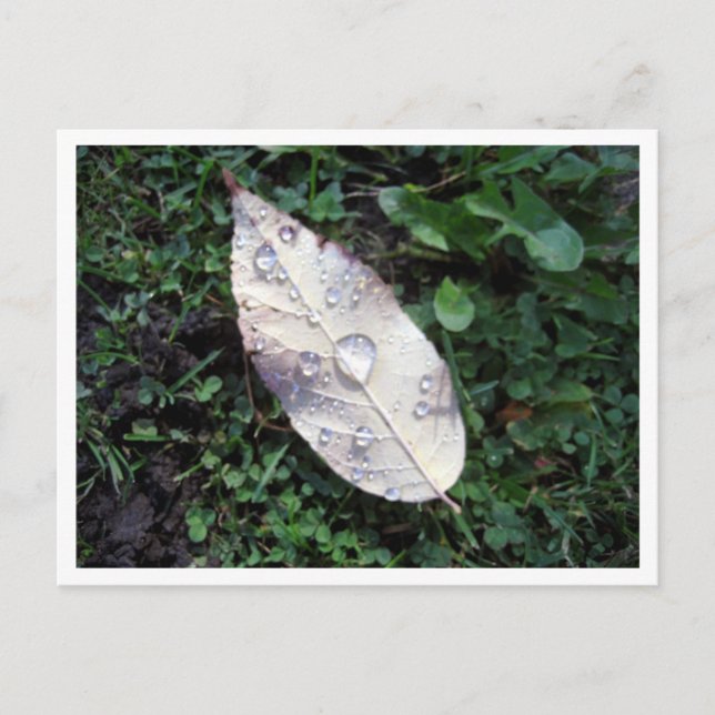 Drop Of Rain Postcard (Front)