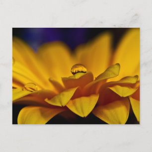 Drop of Water with Reflection of Gerbera Daisy Postcard