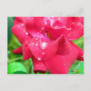 Droplets on petals postcard