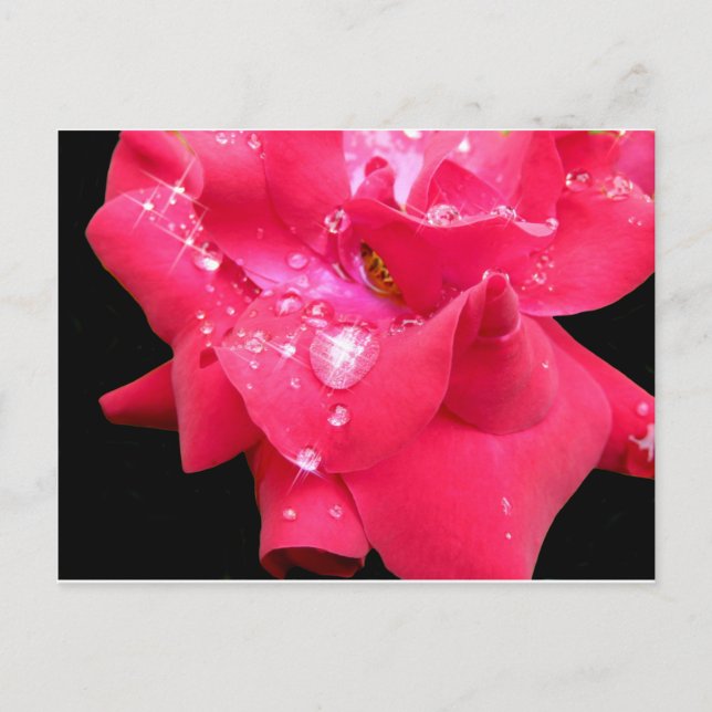 Droplets on petals Postcard (Front)