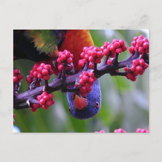 Dropping in for a snack - Rainbow Lorikeet Postcard (Front)