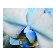 Drops on Blue Orchid