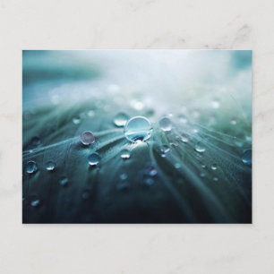 Drops Postcard