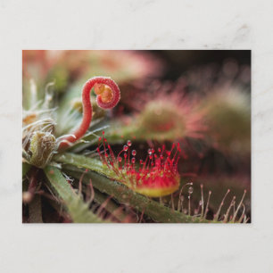 Drosera Capillaris Postcard