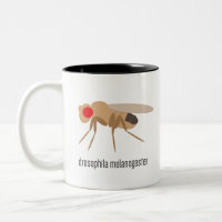 Drosophila Coffee Mug