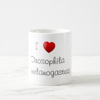 Drosophila