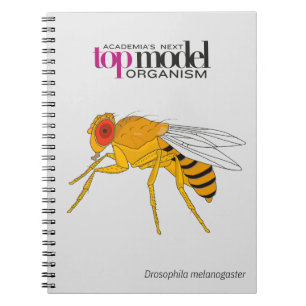 Drosophila spiral notebook