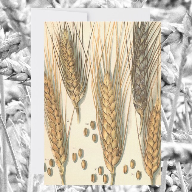 Drought Resistant Wheat Plant, Vintage Agriculture (Creator Uploaded)