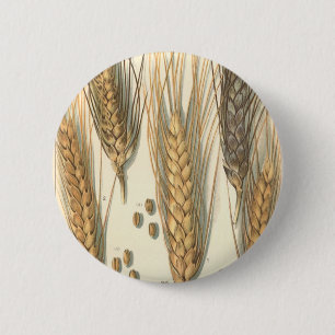 Drought Resistant Wheat Plant, Vintage Agriculture 6 Cm Round Badge