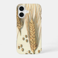 Drought Resistant Wheat Plant, Vintage Agriculture
