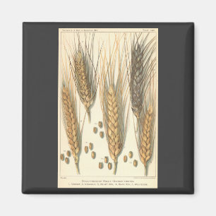 Drought Resistant Wheat Plant, Vintage Agriculture Magnet