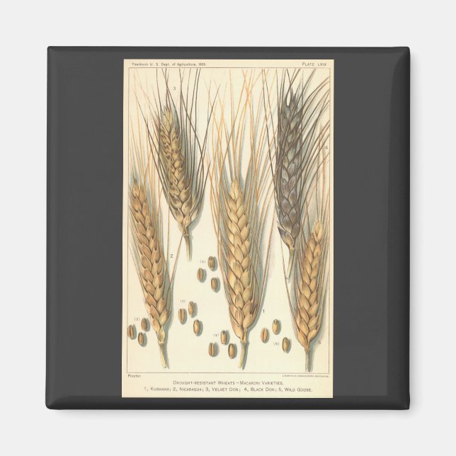 Drought Resistant Wheat Plant, Vintage Agriculture Magnet (Front)