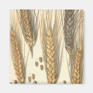 Drought Resistant Wheat Plant, Vintage Agriculture Magnet