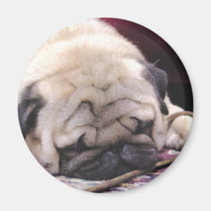 Drowsy Pug Magnet