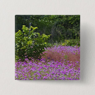 Drummond Phlox, Phlox drummondi, Hilton Head 15 Cm Square Badge