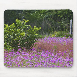 Drummond Phlox, Phlox drummondi, Hilton Head Mouse Pad