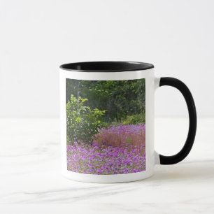 Drummond Phlox, Phlox drummondi, Hilton Head Mug