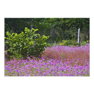 Drummond Phlox, Phlox drummondi, Hilton Head Photo Print