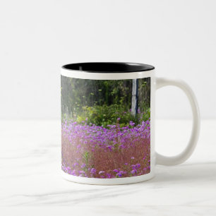 Drummond Phlox, Phlox drummondi, Hilton Head Two-Tone Coffee Mug