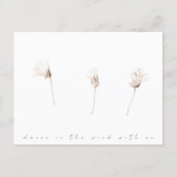 Dry dandelions ink drawing postcard