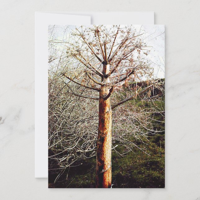 Dry Ferula Plant Holiday Card (Front)