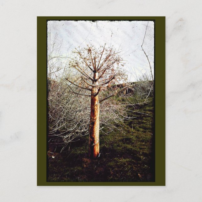 Dry Ferula Plant Postcard (Front)