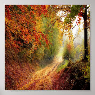 Dry leaves forest photo poster