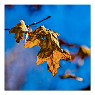 Dry oak leaf - Spring is nor far off Poster