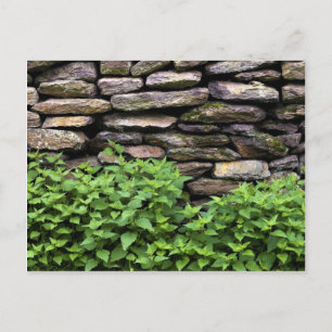 Dry Stone wall Postcard