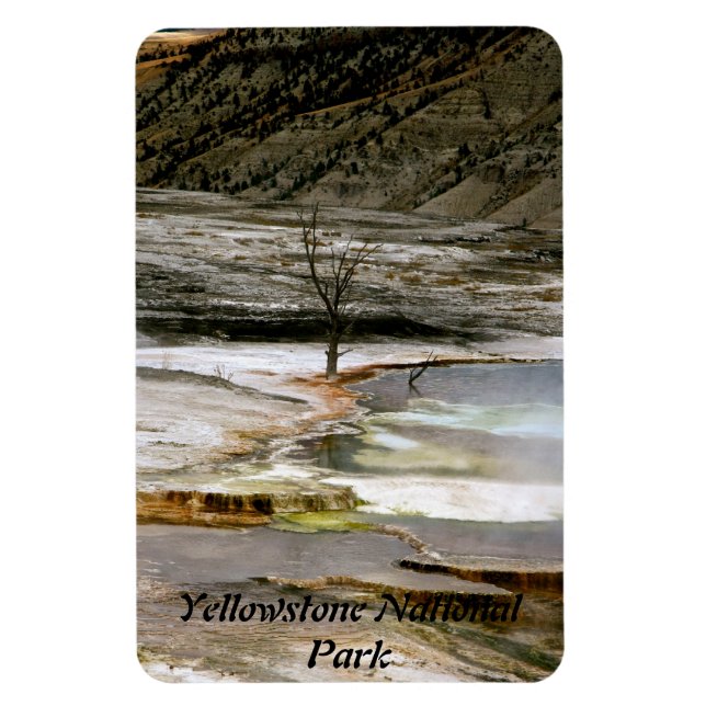 DRY TREE AT THE EDGE OF A THERMAL POOL MAGNET (Vertical)